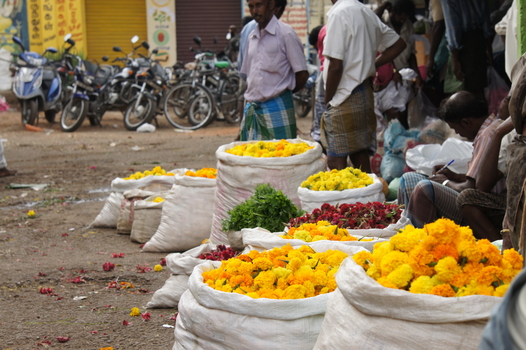 18. Februar: Nach Tanjore