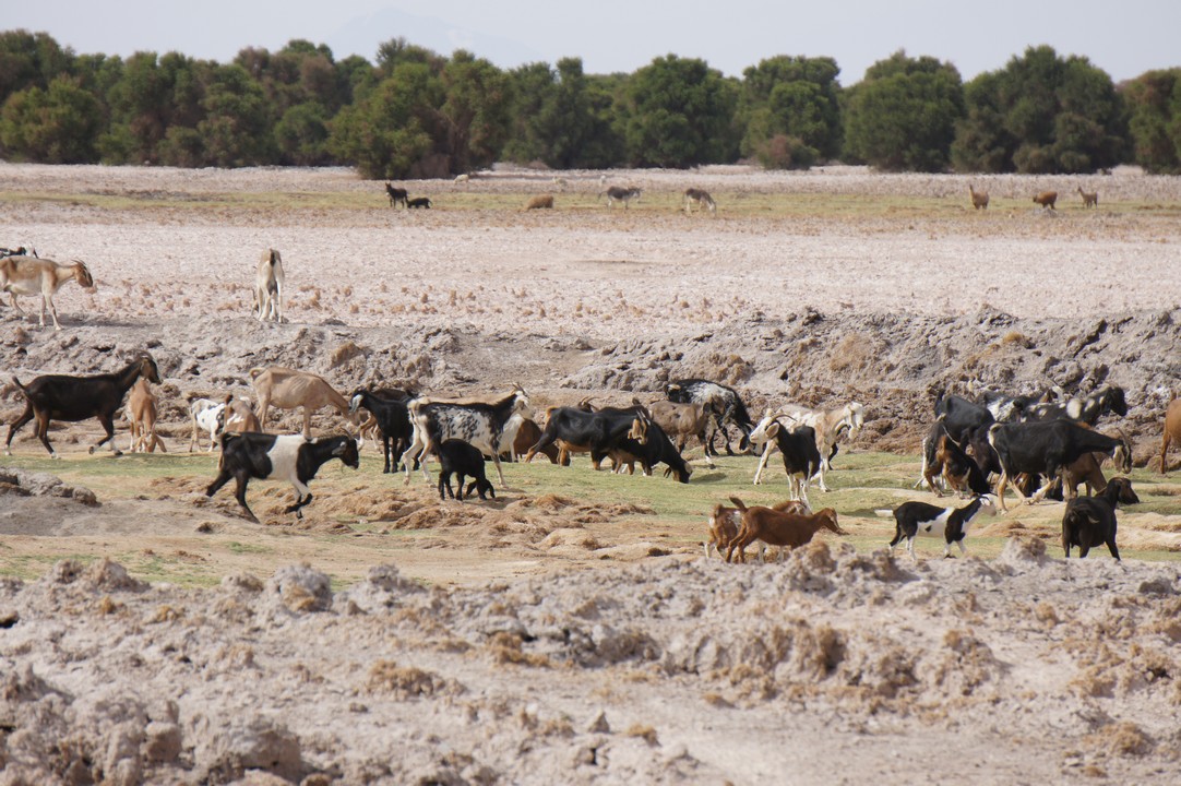 12. Januar - Atacama Wüste: Erkundungstour Süd