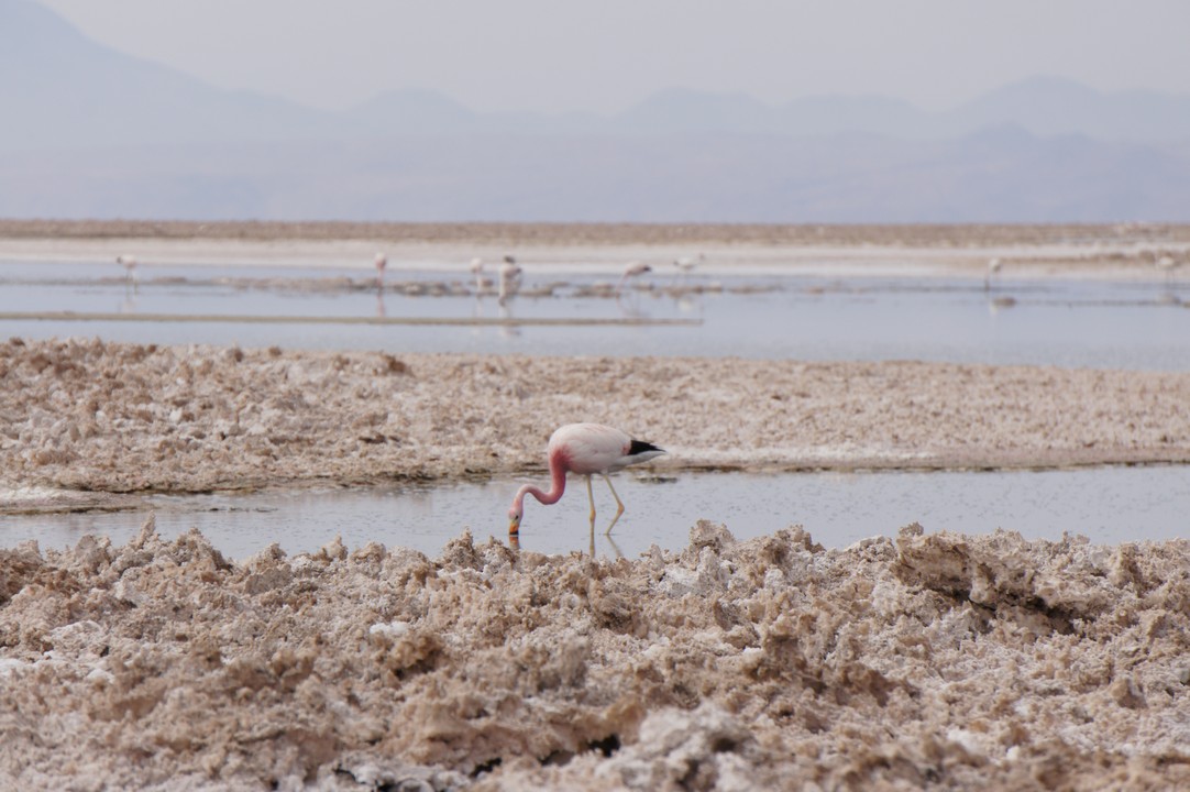 12. Januar - Atacama Wüste: Erkundungstour Süd