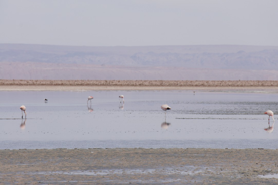 12. Januar - Atacama Wüste: Erkundungstour Süd