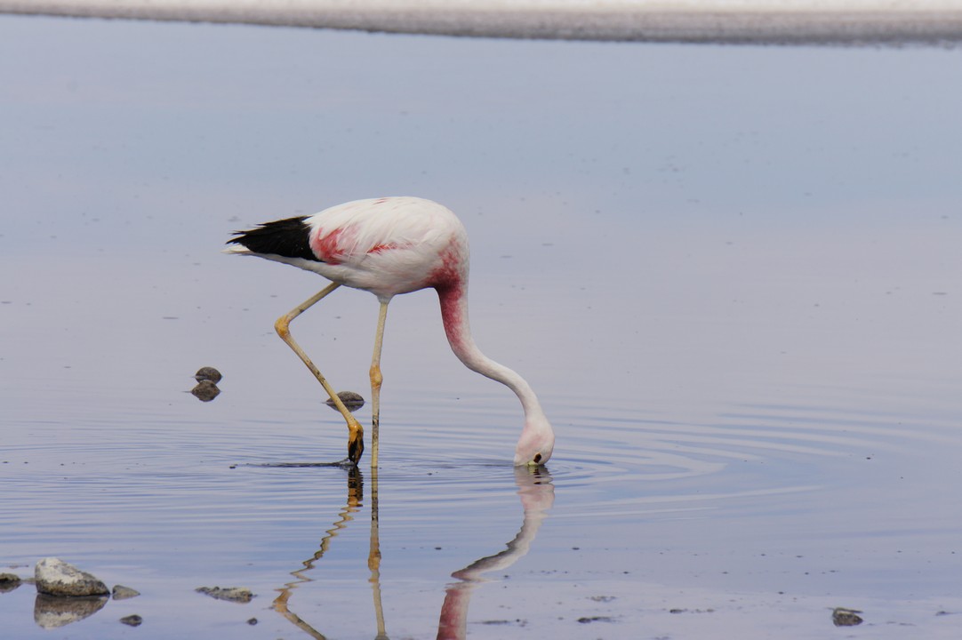 12. Januar - Atacama Wüste: Erkundungstour Süd