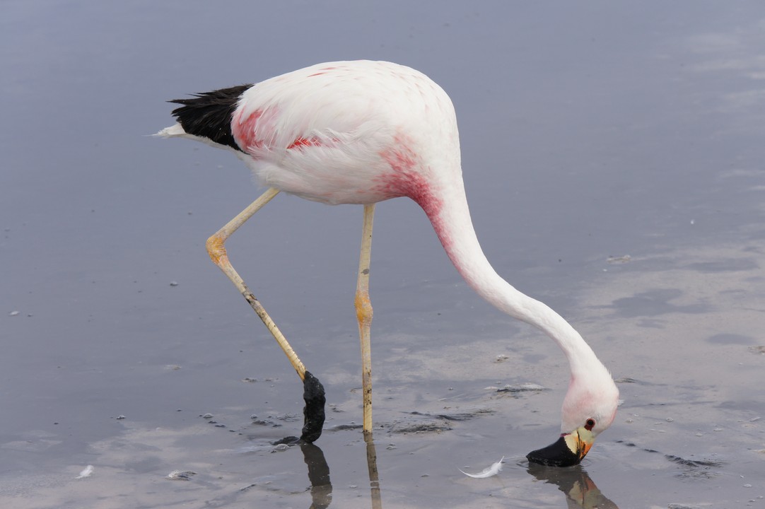 12. Januar - Atacama Wüste: Erkundungstour Süd