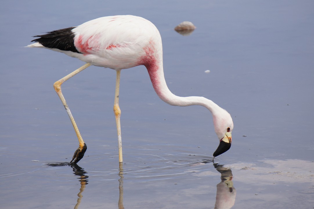 12. Januar - Atacama Wüste: Erkundungstour Süd