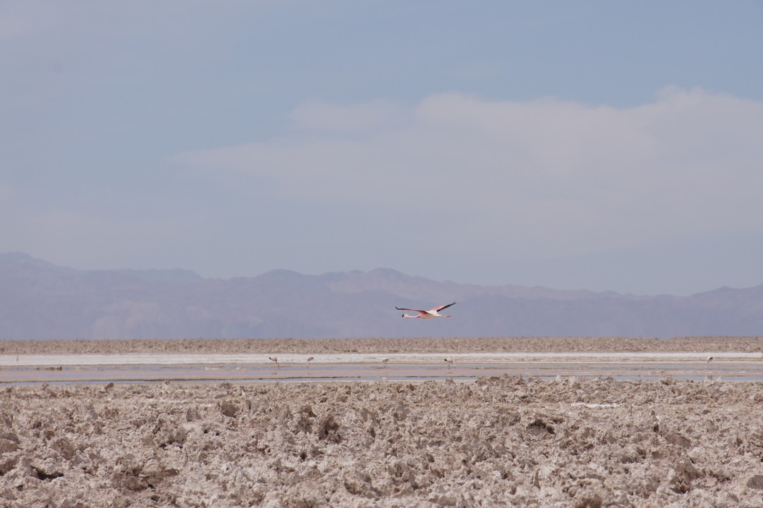 12. Januar - Atacama Wüste: Erkundungstour Süd