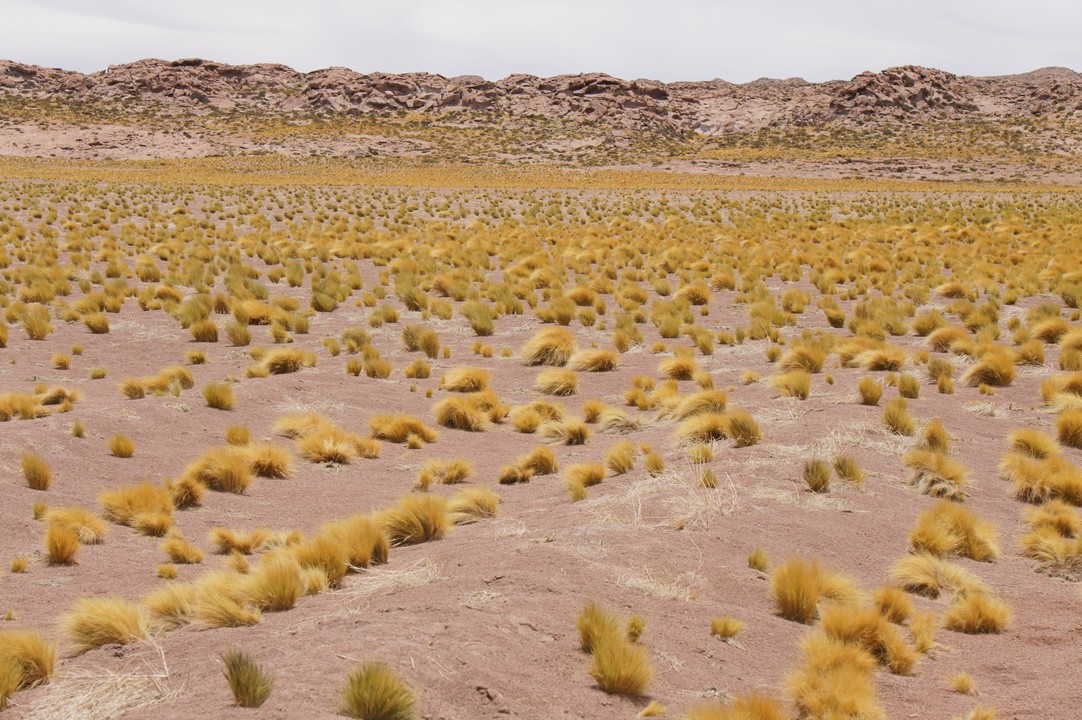 12. Januar - Atacama Wüste: Erkundungstour Süd