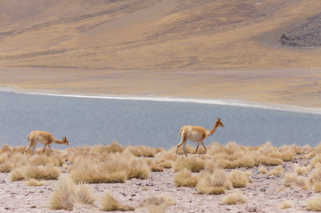 12. Januar - Atacama Wüste: Erkundungstour Süd
