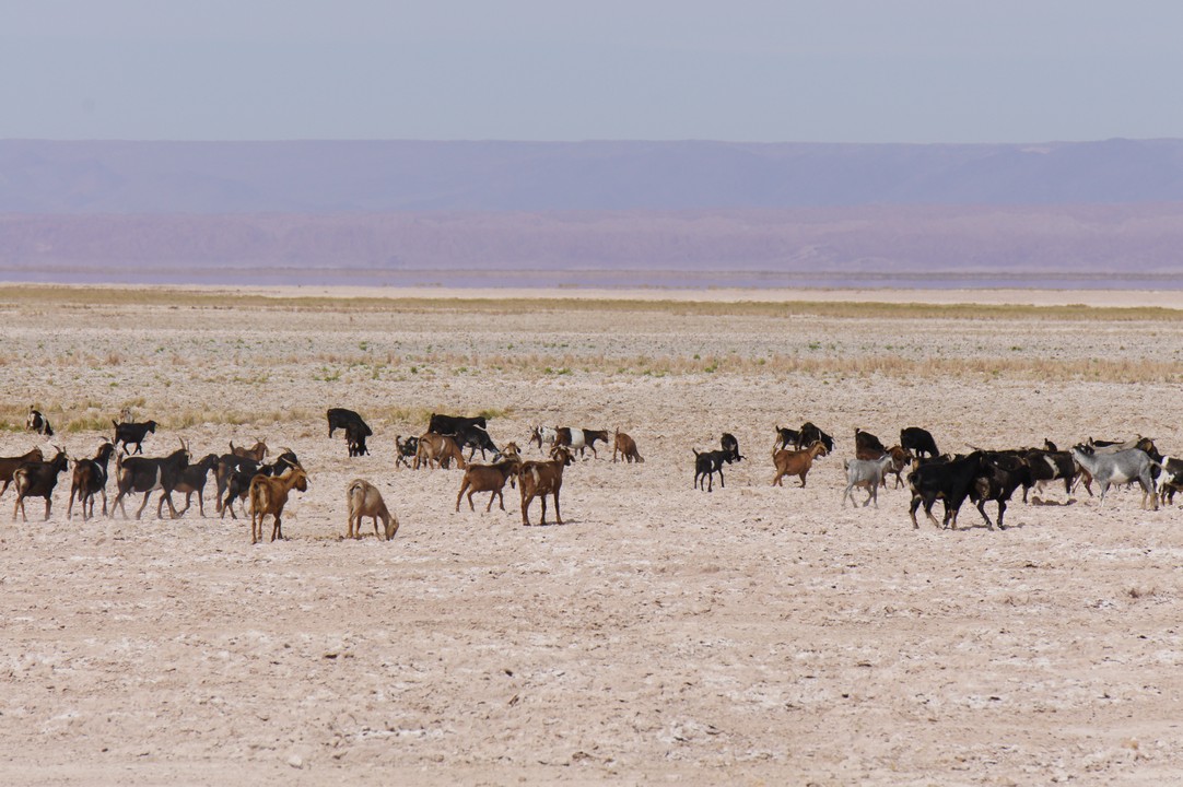 12. Januar - Atacama Wüste: Erkundungstour Süd