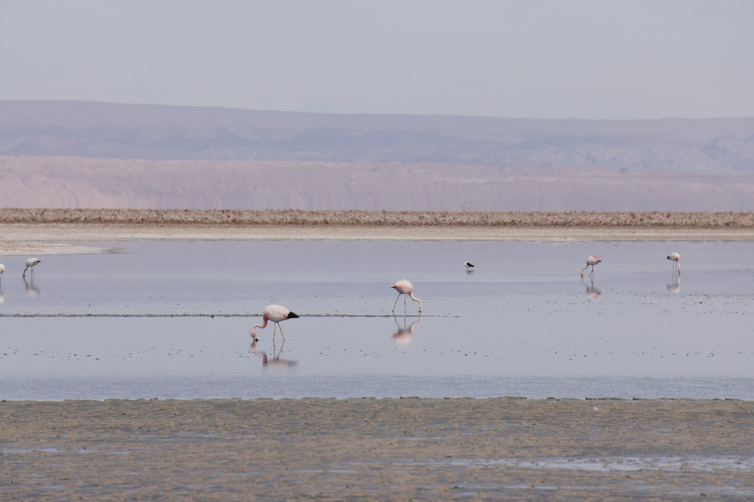 12. Januar - Atacama Wüste: Erkundungstour Süd