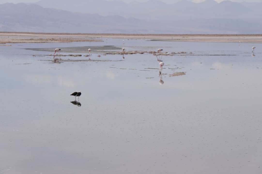 12. Januar - Atacama Wüste: Erkundungstour Süd