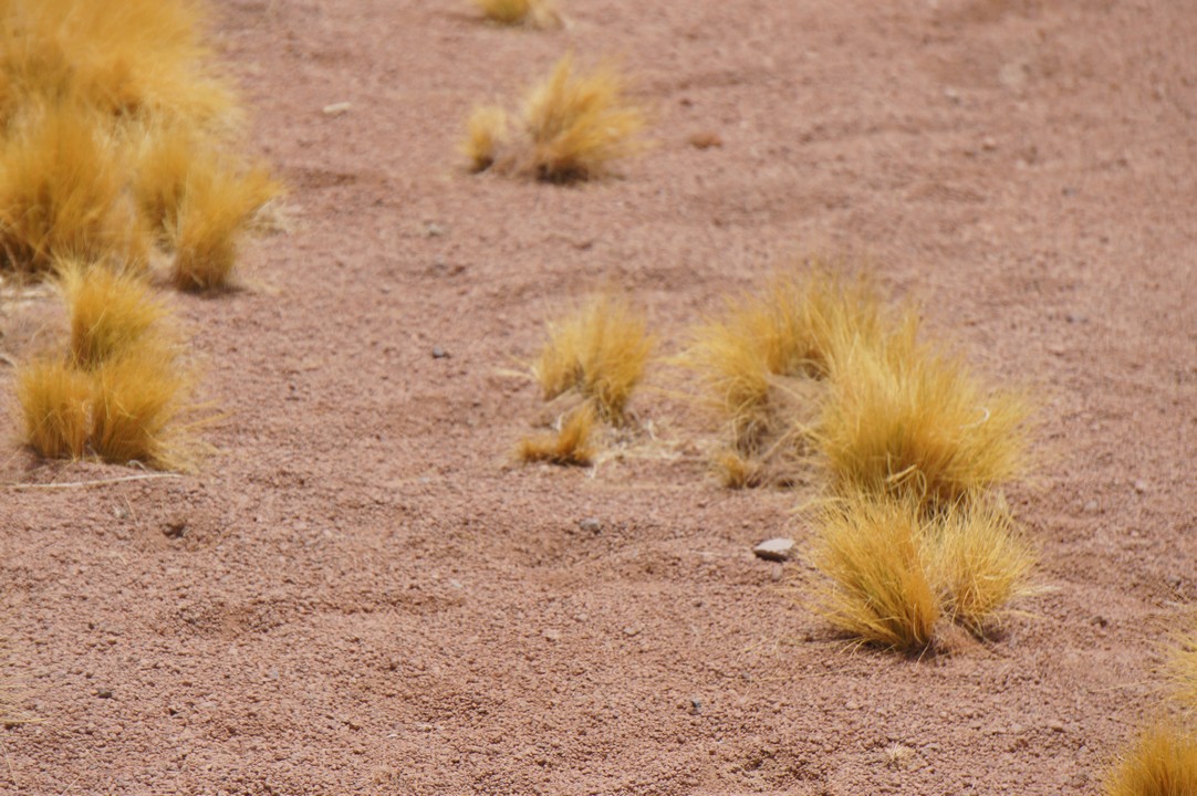 12. Januar - Atacama Wüste: Erkundungstour Süd
