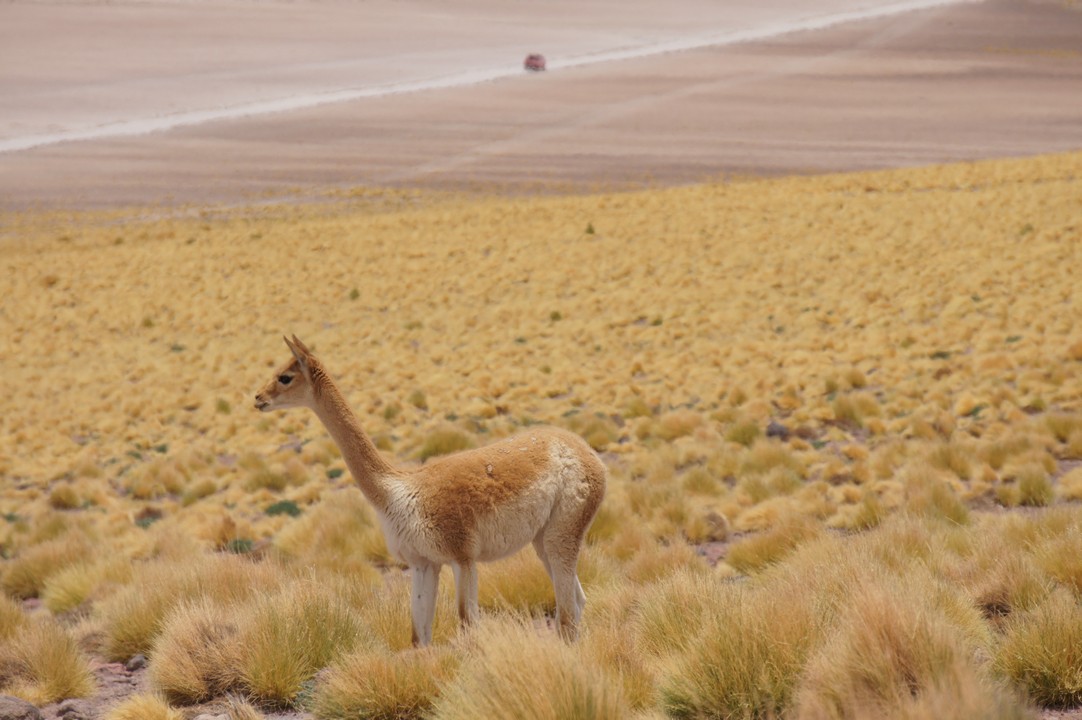 12. Januar - Atacama Wüste: Erkundungstour Süd