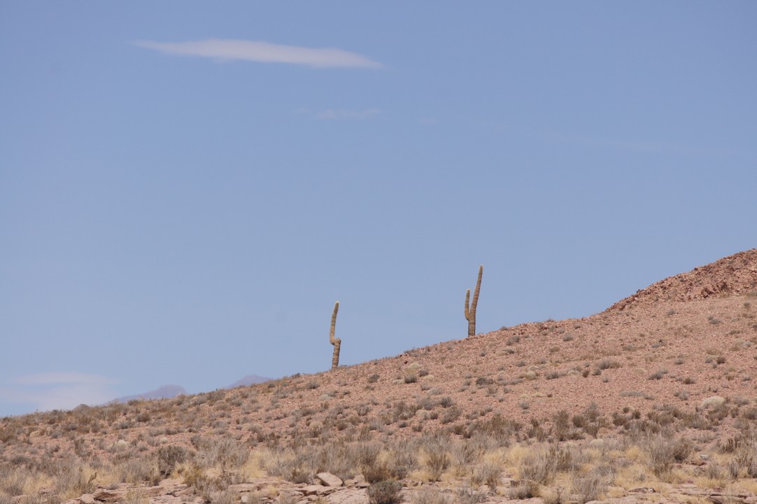13. Januar - Atacama Wüste: Erkundungstour Nord