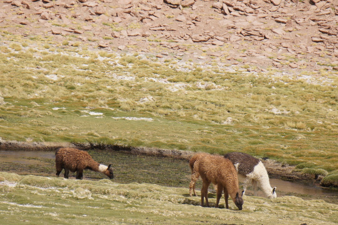 14. Januar - Nach Puerto Montt