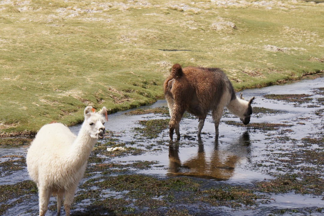 14. Januar - Nach Puerto Montt