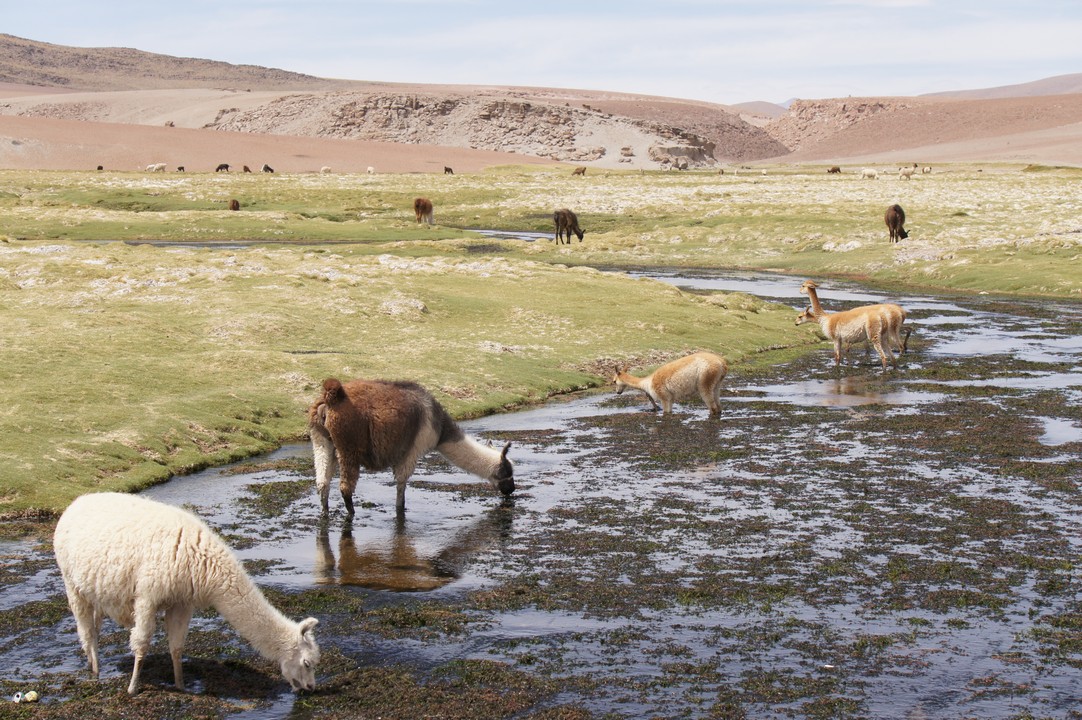 14. Januar - Nach Puerto Montt