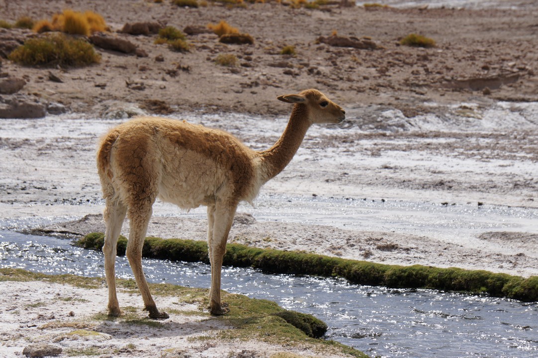 14. Januar - Nach Puerto Montt