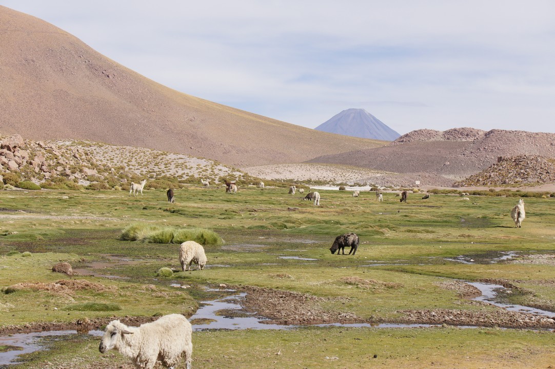14. Januar - Nach Puerto Montt
