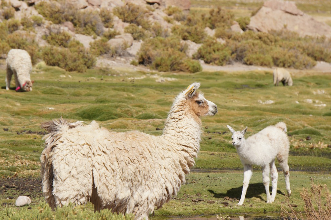 14. Januar - Nach Puerto Montt