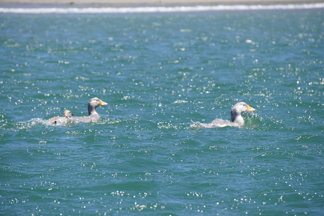 15. Januar - Besuch der Insel Chileo