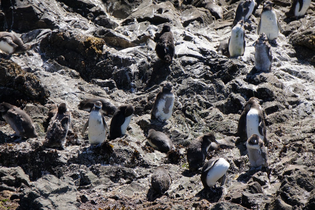 Insel Chileo - Pinguine