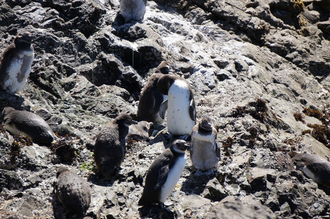15. Januar - Besuch der Insel Chileo