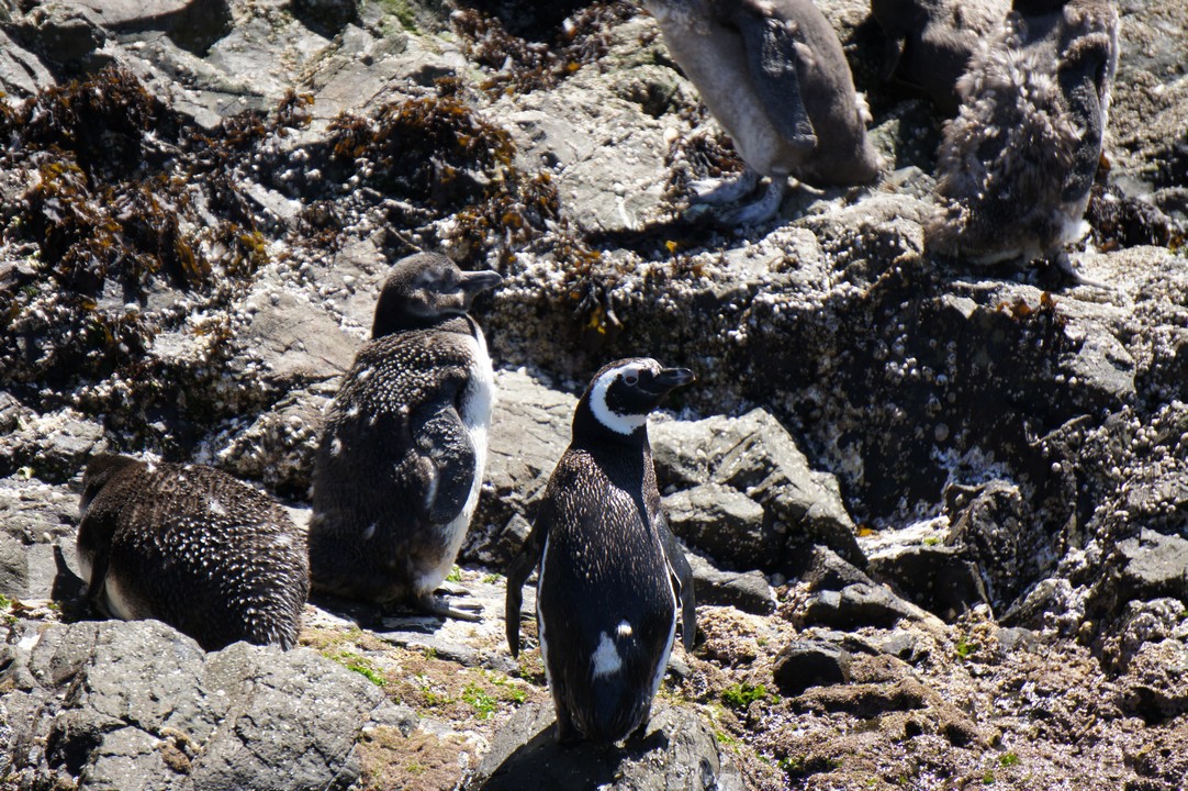 15. Januar - Besuch der Insel Chileo