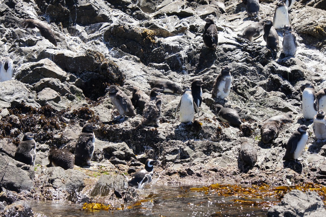 15. Januar - Besuch der Insel Chileo