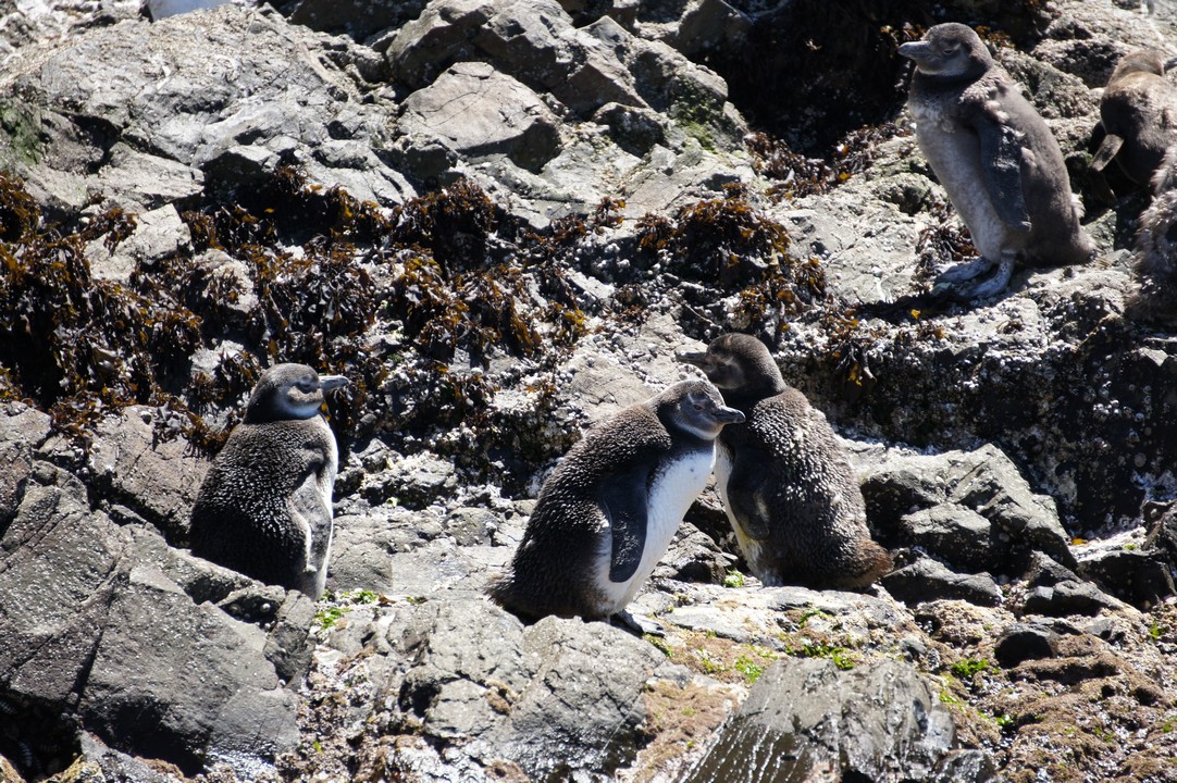 15. Januar - Besuch der Insel Chileo