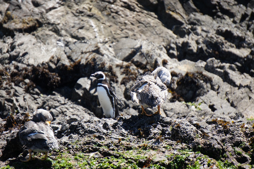 15. Januar - Besuch der Insel Chileo