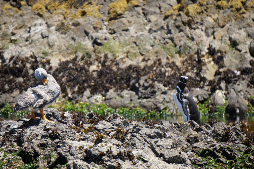 15. Januar - Besuch der Insel Chileo