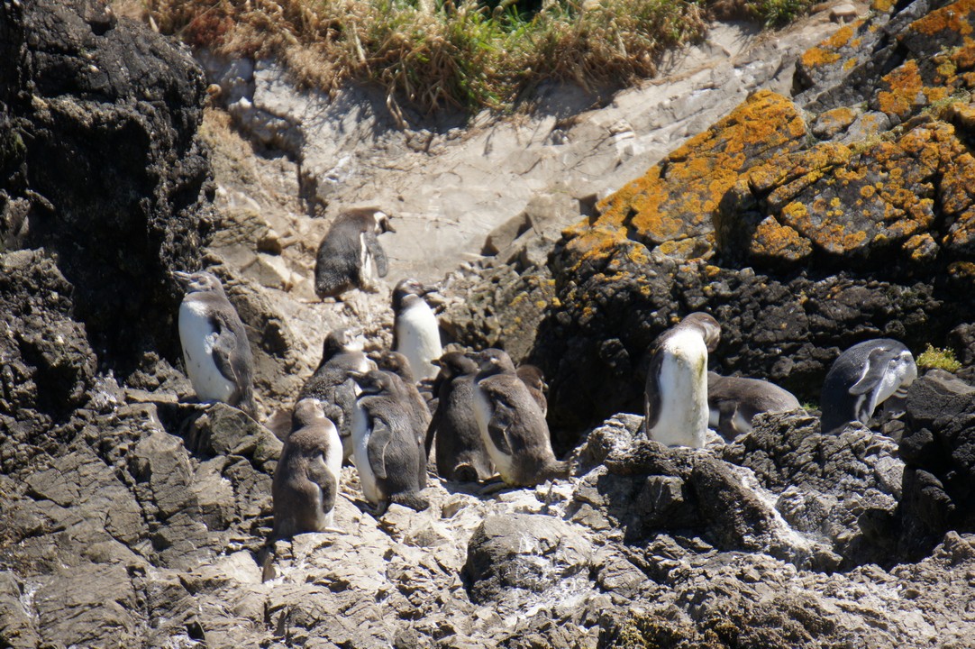 15. Januar - Besuch der Insel Chileo
