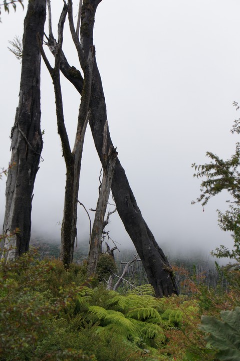 17. Januar - Angekommen in Chaiten
