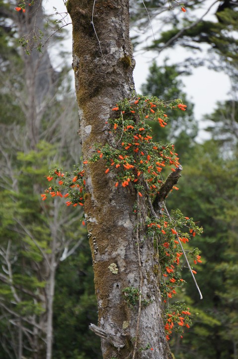 17. Januar - Angekommen in Chaiten