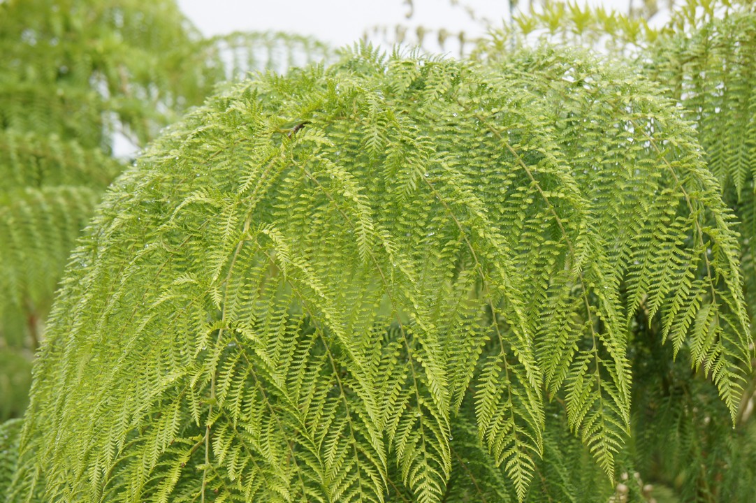 17. Januar - Angekommen in Chaiten