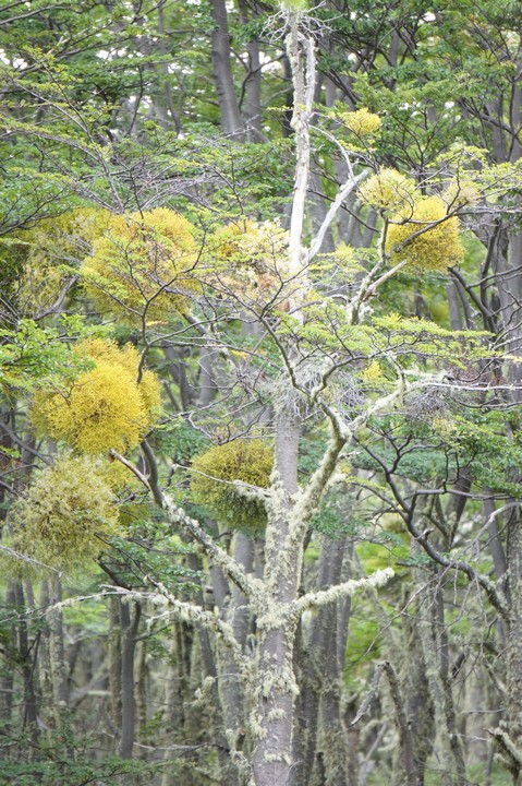 27. Januar - Nach Puerto Natales
