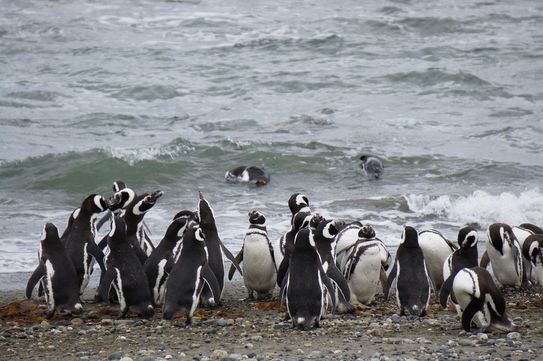 Pinguine am Strand...