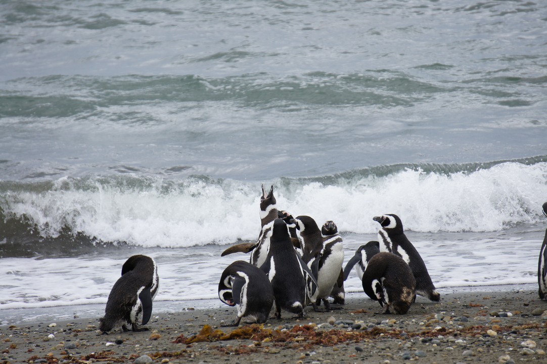 28. Januar - Punta Arenas