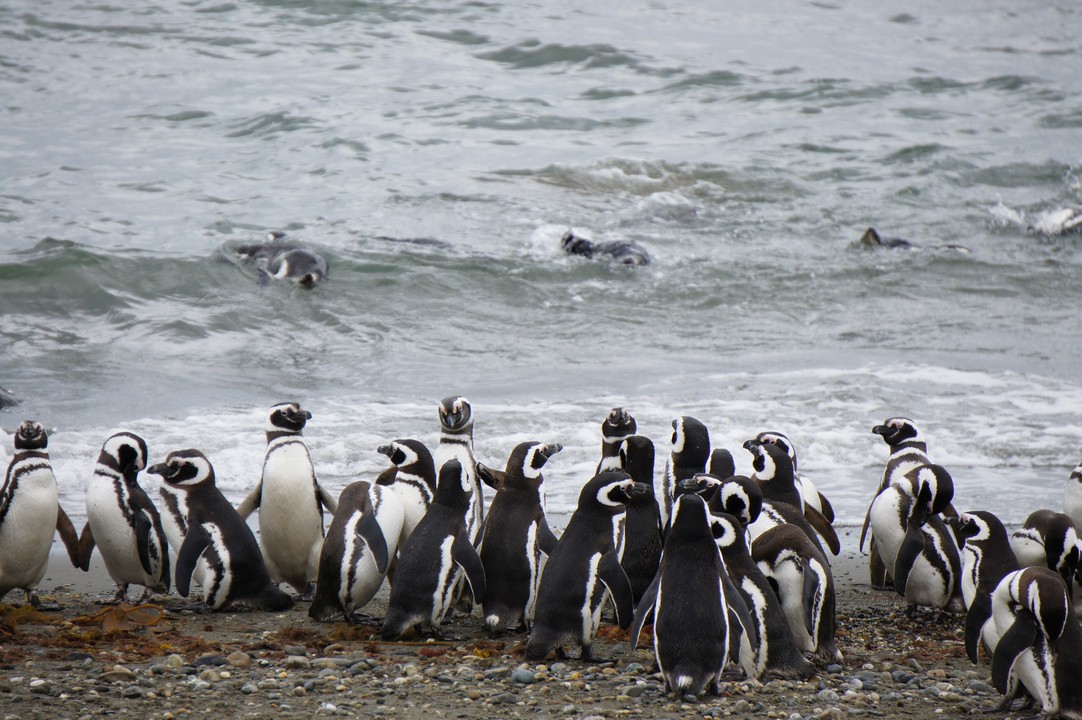 28. Januar - Punta Arenas