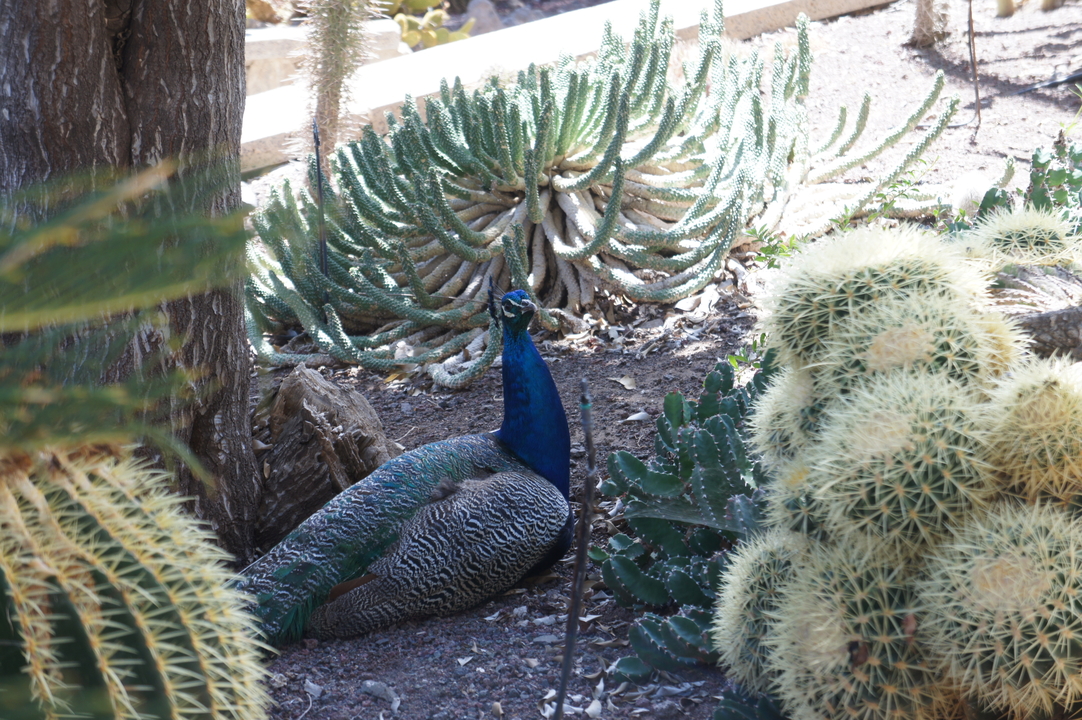 ... und sogar ein Pfau.