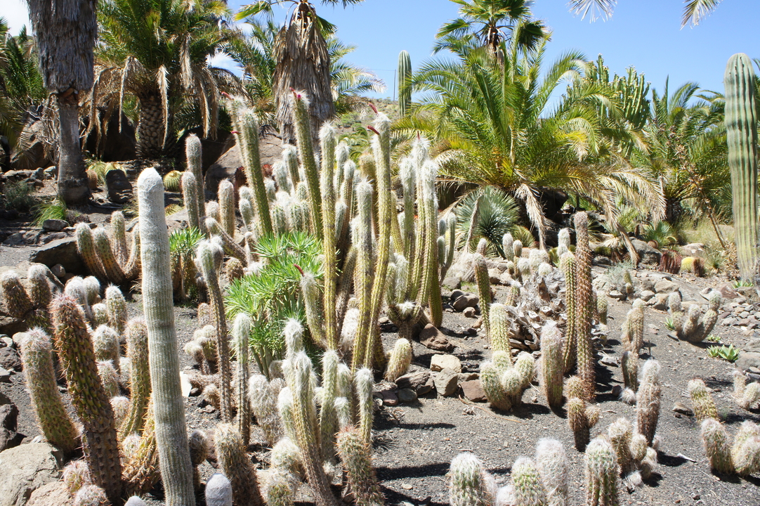 Naja... es war halt ein Kaktus-Park.