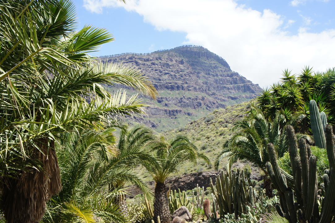 Ein Berg! Neben einem Kaktus.