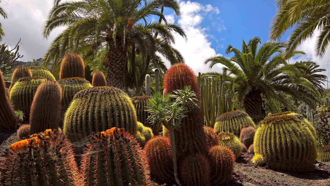 Verschiedene Kakteen