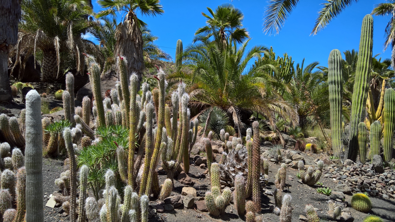 Kaktus... nochmal...